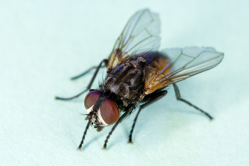 City of MacArthur hit with second plague, blinding flies which take away ability to speak