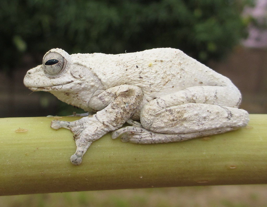 Endangered white frogs infest City of MacArthur as City begins working on plan to safely remove them